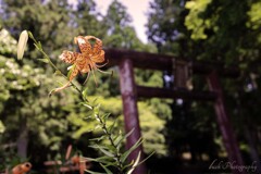 鳥居に佇む鬼百合の花