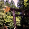 鳥居に佇む鬼百合の花