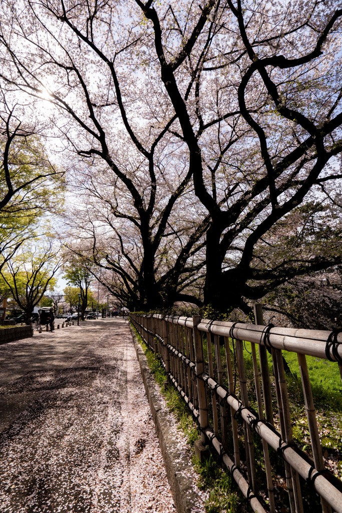 sakura