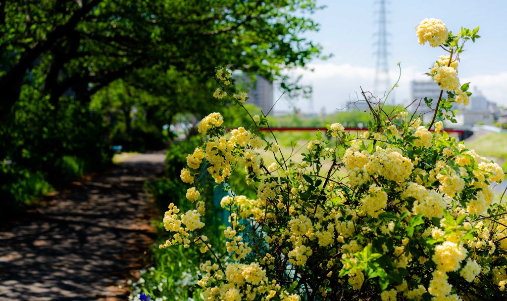 路傍の花