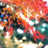 六義園の紅葉