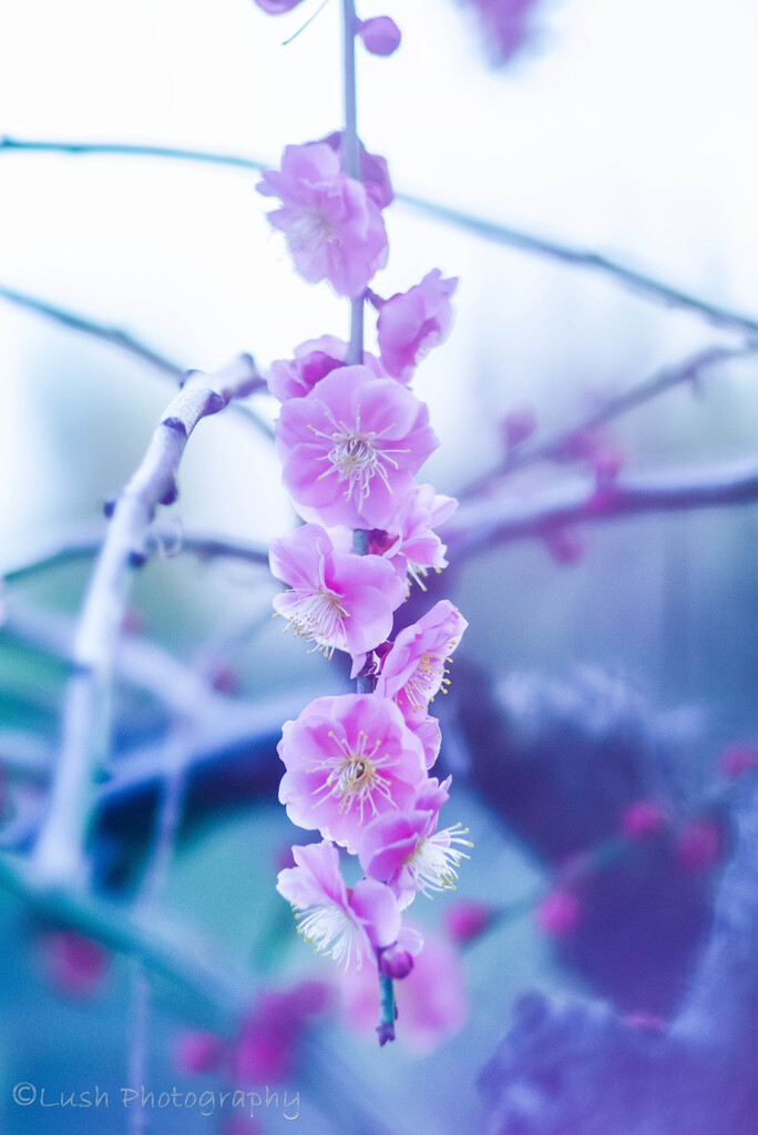 紅梅・・・・