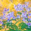 皇帝ダリア・・・・