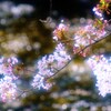 桜・・・