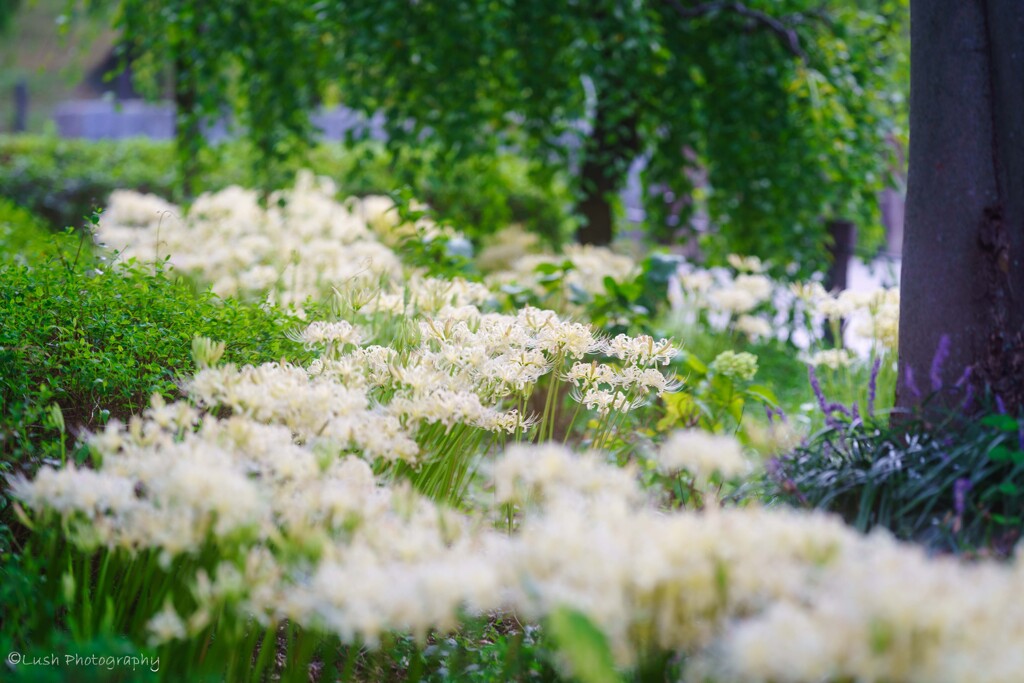 曼珠沙華・・・・