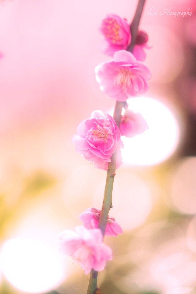 しだれ梅・・・