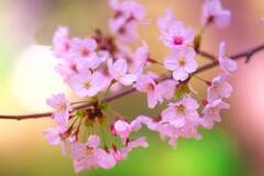 sakura・・・・