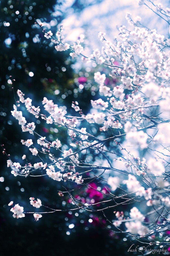 野に咲く梅の花・・・