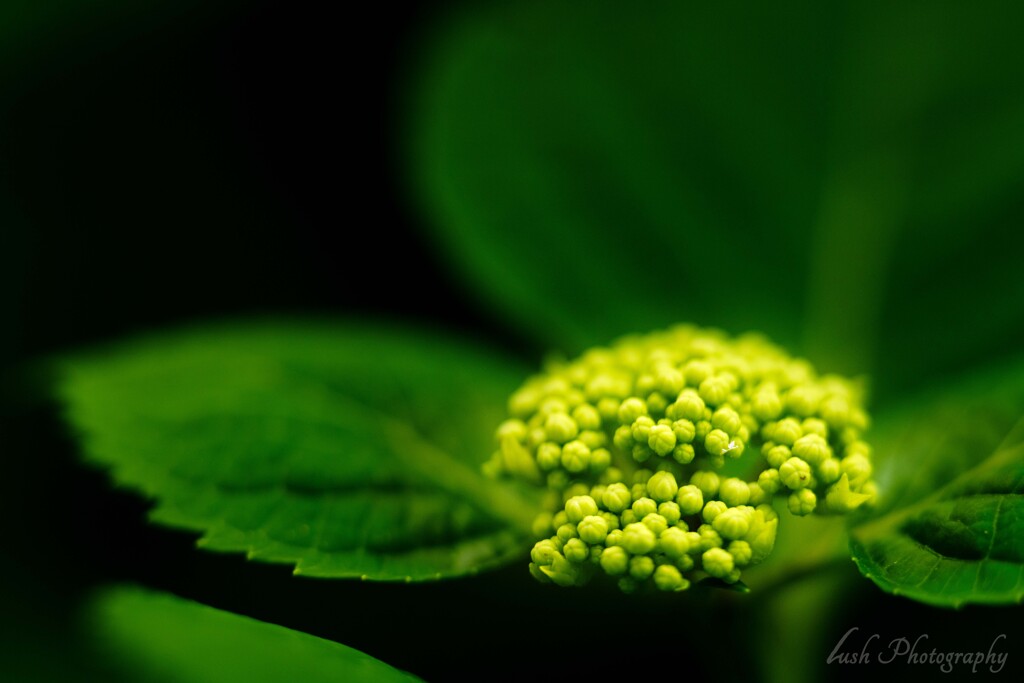 路傍の花・・・・