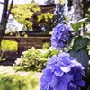 高野山のあじさい・・・