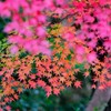 晩秋の彩り