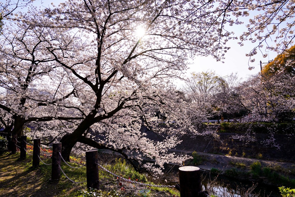 sakura