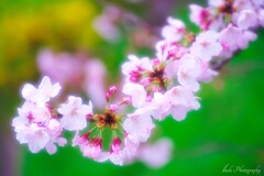 桜・・・