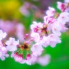 桜・・・