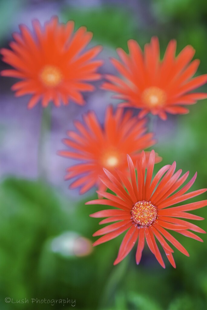 路傍の花・・・・