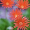 路傍の花・・・・