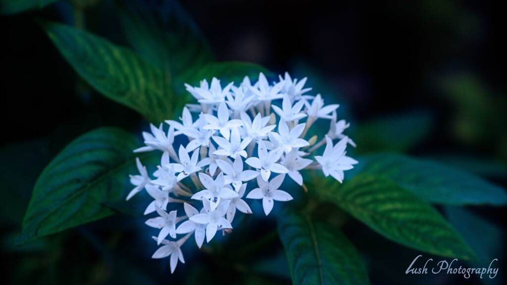 路傍の花・・・・