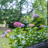 路傍の花・・・