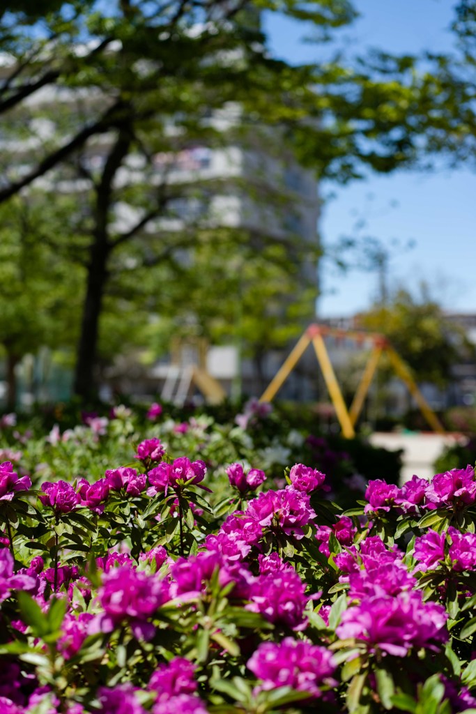 路傍の花