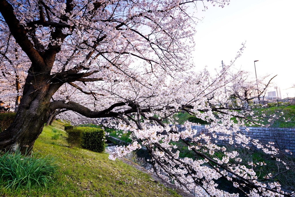 sakura