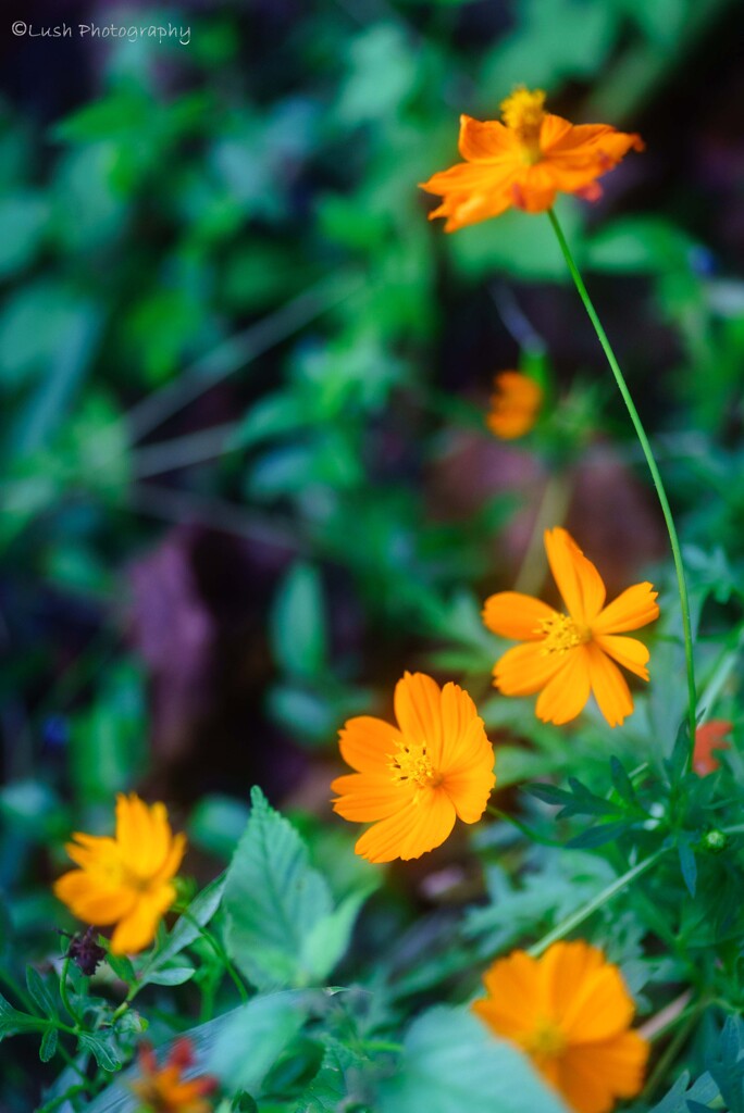 路傍の花・・・