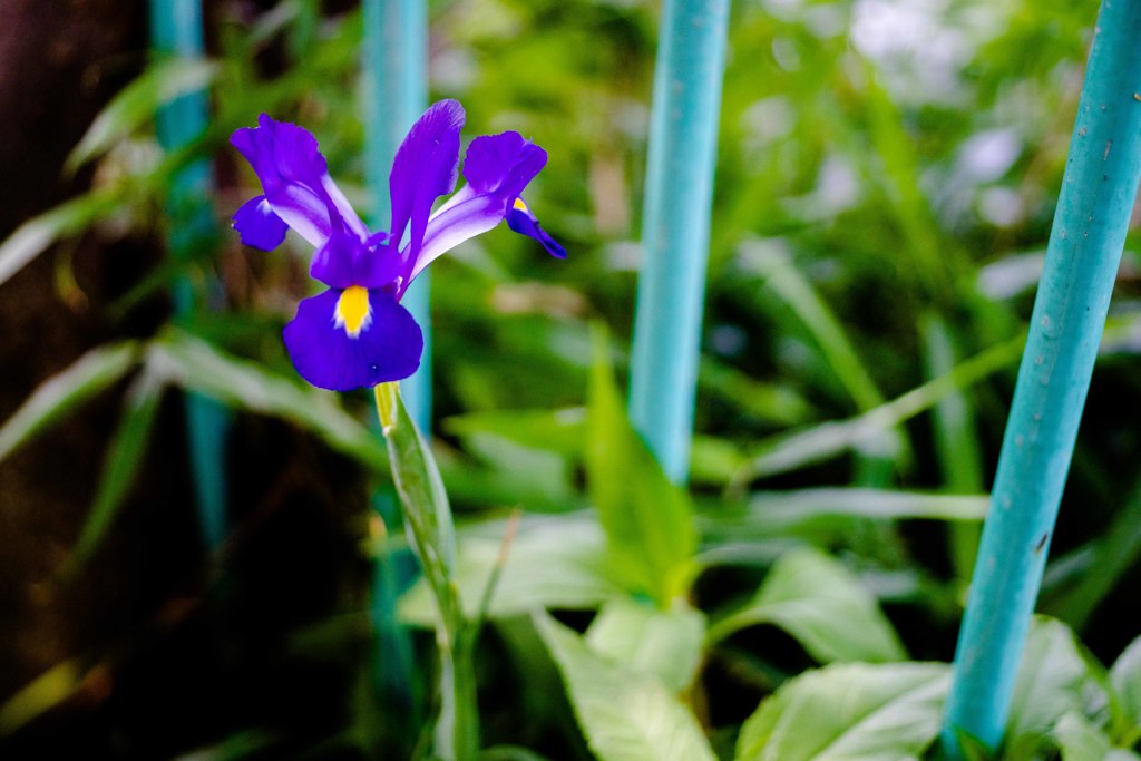 路傍の花