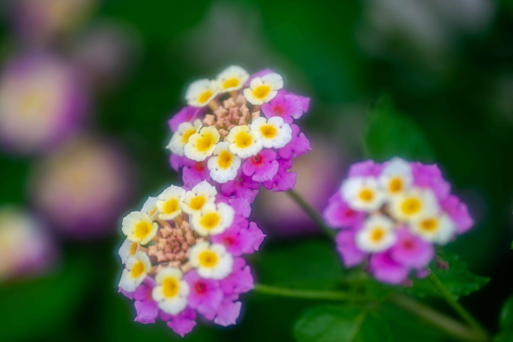 路傍の花・・・・