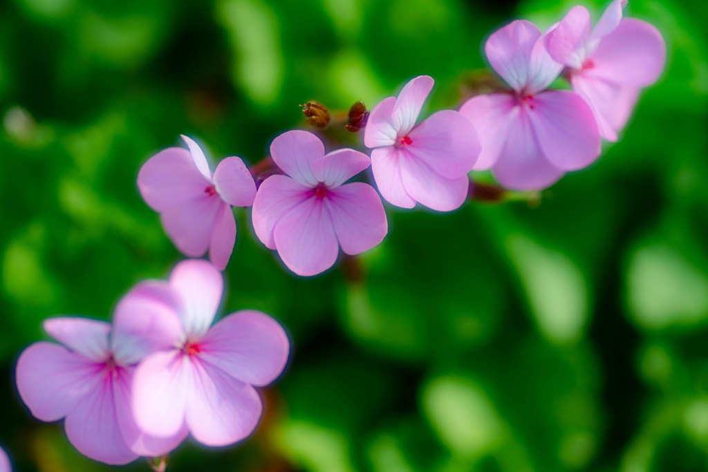 路傍の花・・・・