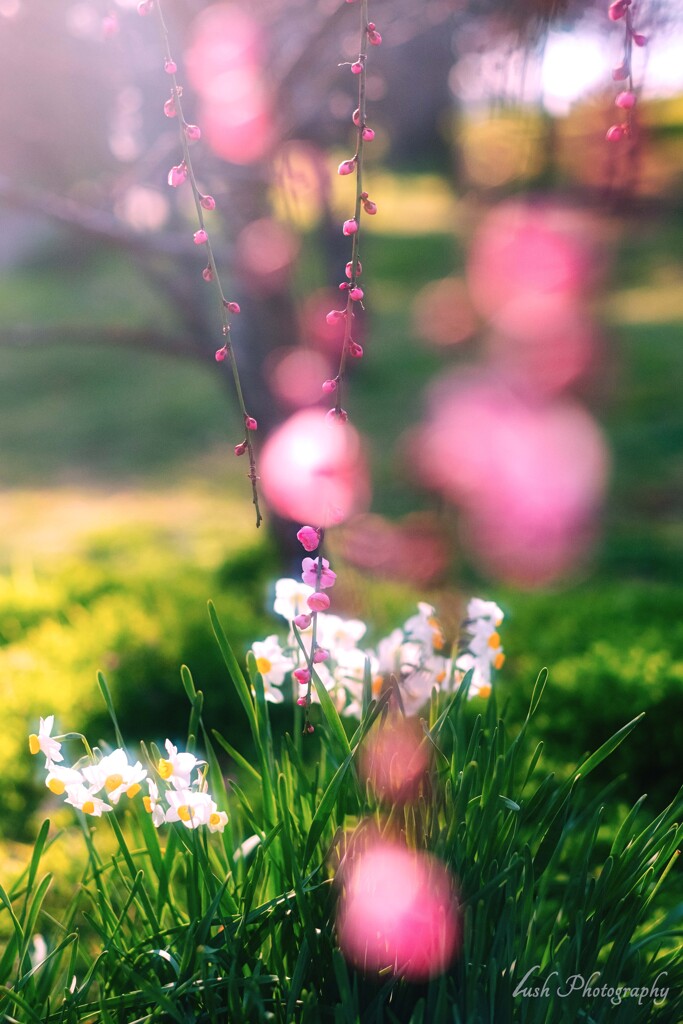 春へと続け・・・