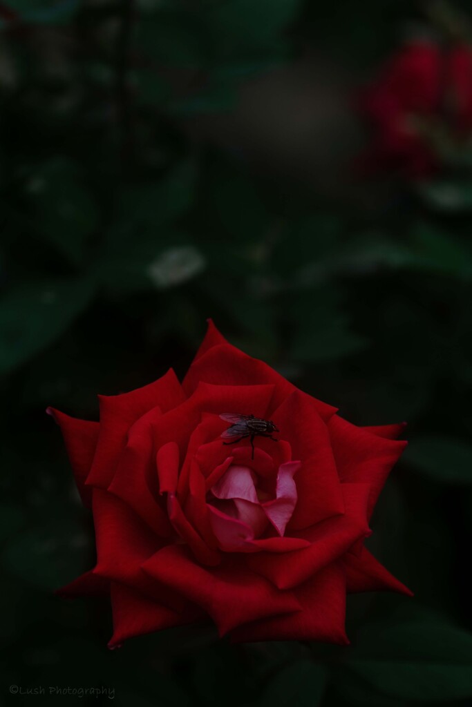 薔薇・・・・