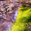 桜・・・