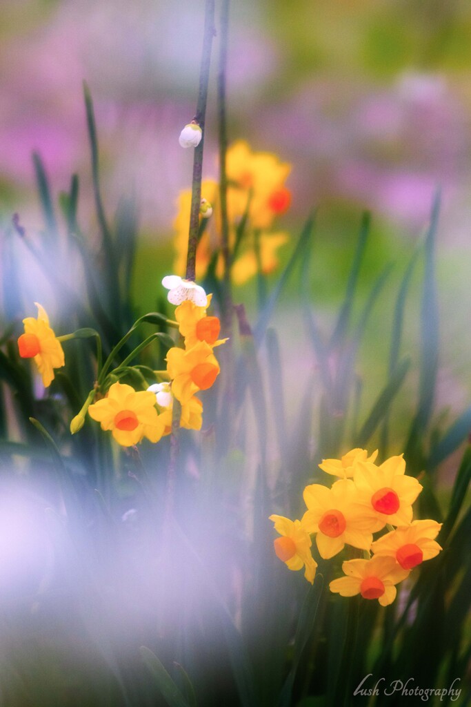 水仙の花・・・