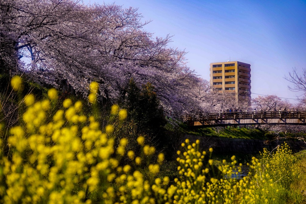 sakura