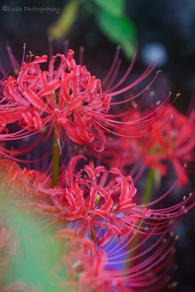 曼殊沙華・・・・