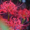 曼殊沙華・・・・