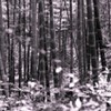 牧野ケ池緑地