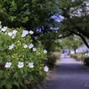 路傍の花・・・