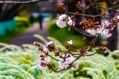桜咲く小道