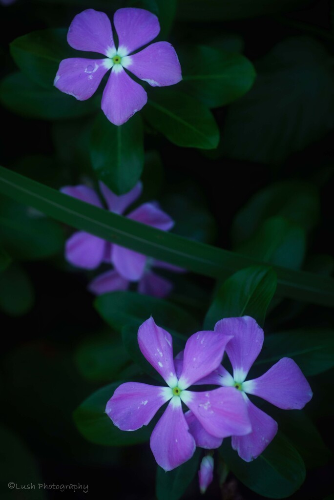 路傍の花・・・・