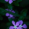 路傍の花・・・・