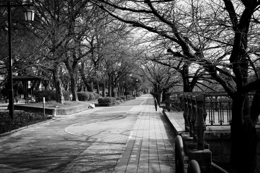 今日の散歩道