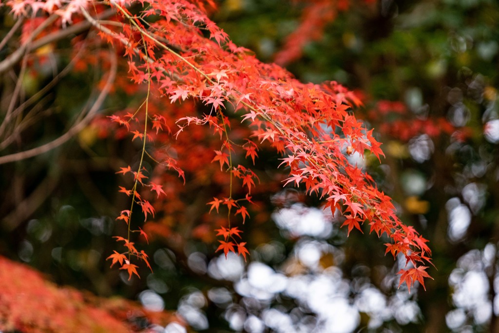 晩秋の彩り