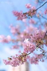 河津桜・・・・