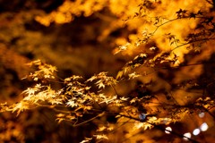 キラキラ・黄金色の秋模様