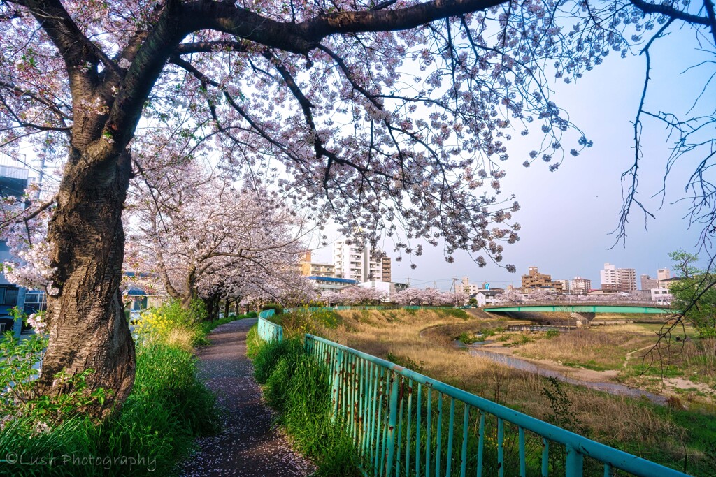桜・・・・