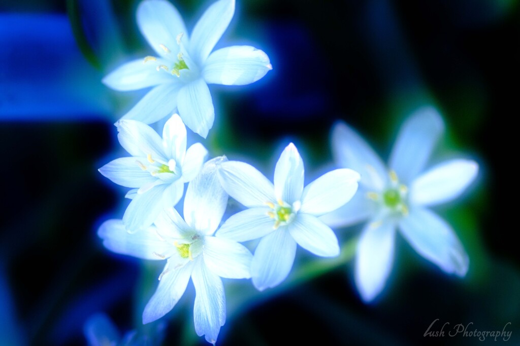 路傍の花・・・・