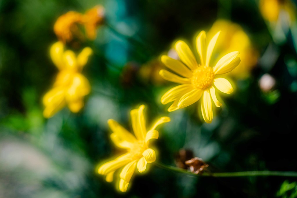 路傍の花・・・・