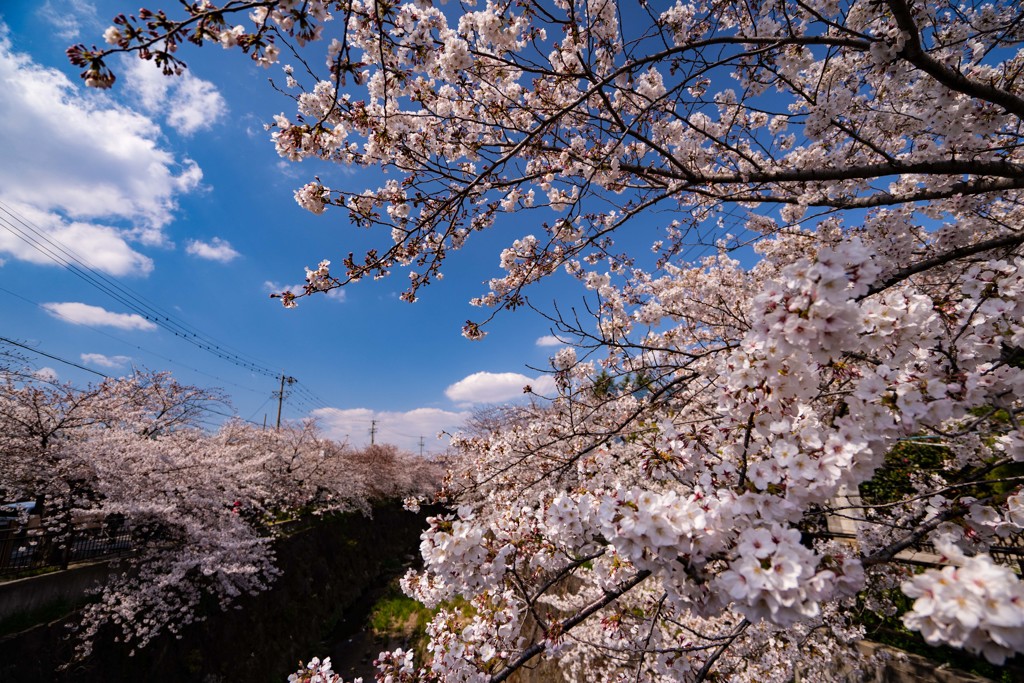sakura