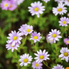 路傍の花・・・・
