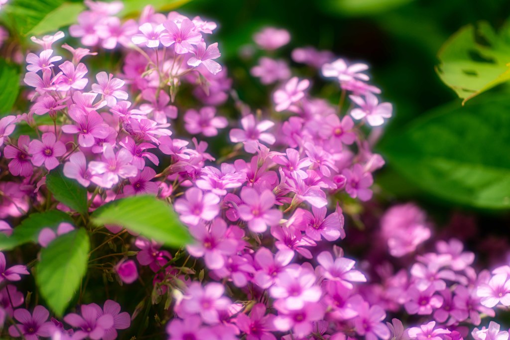 路傍の花・・・・